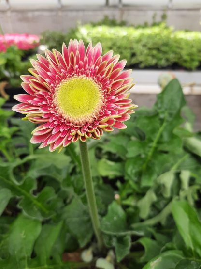 Gerbera 'Capitol Reef' (P21)