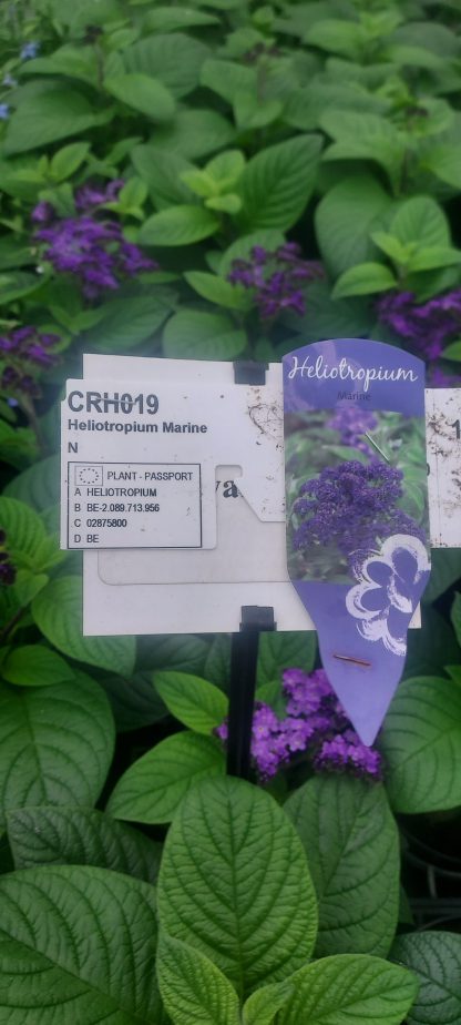 Heliotropium marine (12cm)
