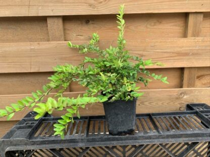 Lonicera nitida (Potmaat 9cm)
