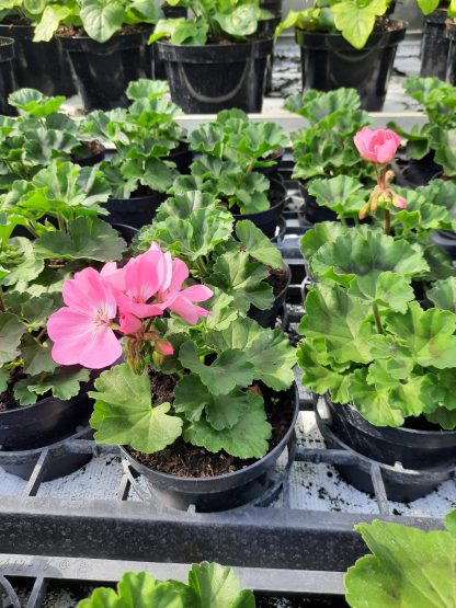 Pelargonium z. Dolce Vita Pink (12cm)