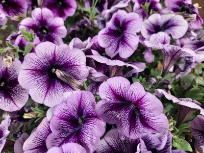 Petunia 'Ray purple vein' (P12)