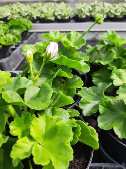 Pelargonium zonale Flower Fairy White Splash Potmaat 12