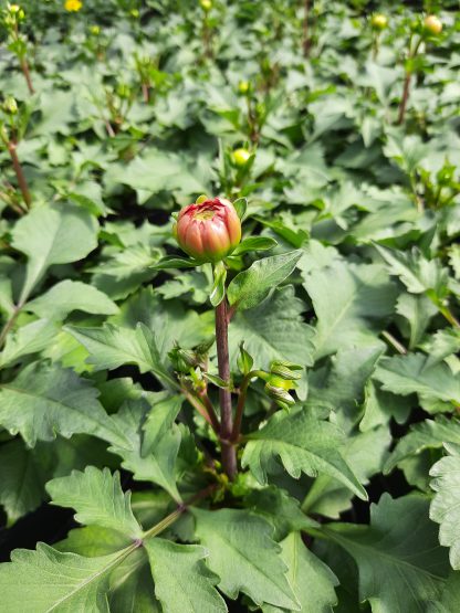 Dahlia Labella Medio Orange (12cm)