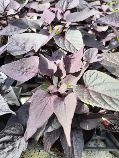 Ipomoea 'Sweet Heart Jack Black' (12cm)