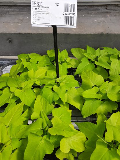 Ipomoea Margarita (12cm)