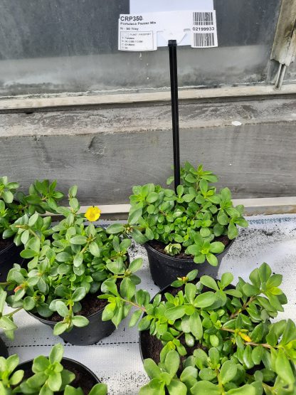 Portulaca Carnaval mix (p15)