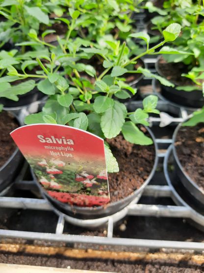 Salvia micr. "Hot Lips" (p12)