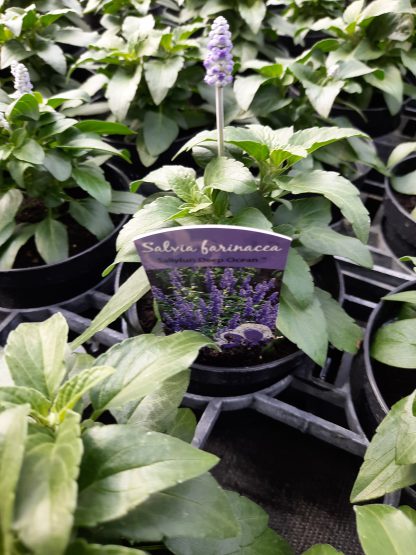 Salvia far. 'Sally Fun Deep Ocean' (P12)