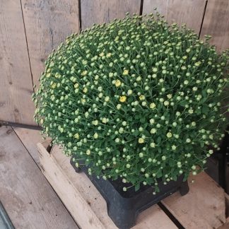 Chrysant groot