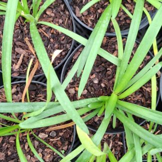 Agapanthus wit en blauw (1l)