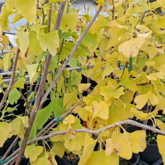 Ginkgo biloba (1,5l)