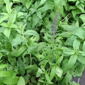 Veronica spicata 'Blue' (p9)