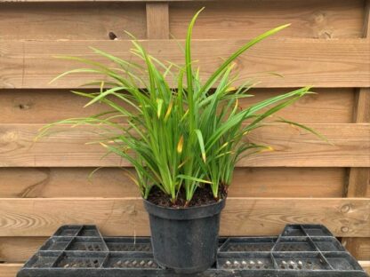 Carex morrowii ‘Irish Green’ (C1.5L)