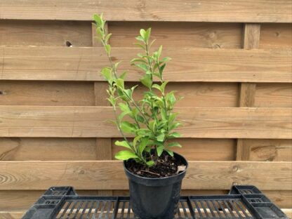 Euonymus fortunei (C1.5L)