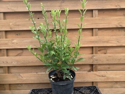 Euonymus fortunei (C4L)