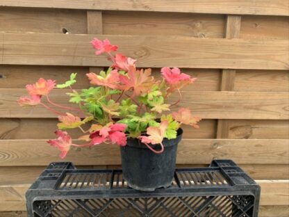 Geranium macrorrhizum 'Spessart' (C2.5L)