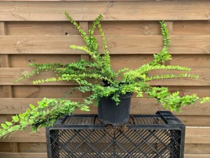 Lonicera nitida (C1,5L)