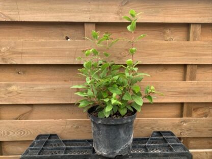 Viburnum tinus (C2.5L)