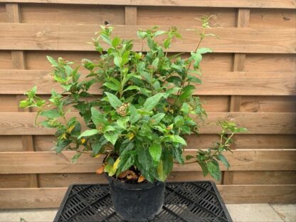 Viburnum tinus (C5L)