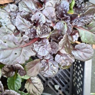Ajuga reptans (1l)