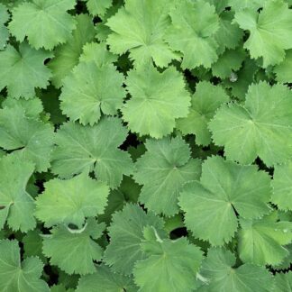 Alchemilla mollis (p9)