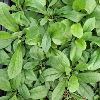 Aster 'Rudolf Goethe' (p9)