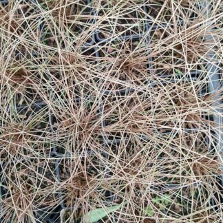 Carex comans 'Bronze Form' (p9)
