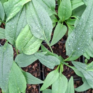 Echinacea 'Green Jewel' (p9)