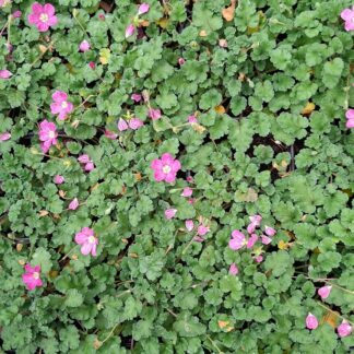 Erodium 'Bishop's form rose' (p9)