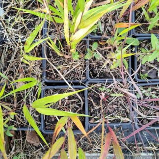 Hakonechloa macra (p9)