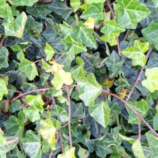 Hedera helix (klimop) (1l)