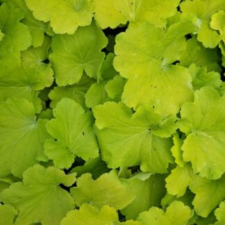 Heuchera 'Lemon Dinosaur' (p9)