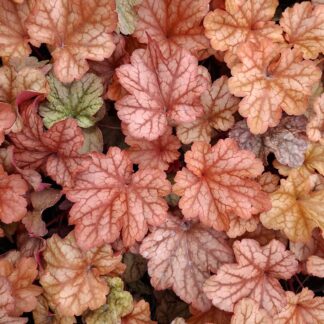 Heuchera paprika (p9)