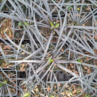 Ophiopogon niger (p7)