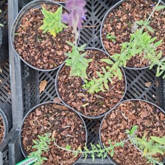 Perovskia atriplicifolia 'Blue Spire' (2l)