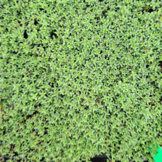 Thymus preacox 'Creeping Red' (p9)