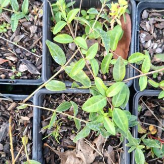 Vinca minor (p9)